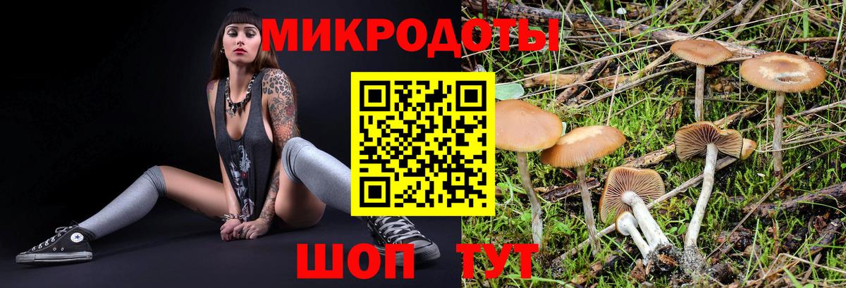Псилоцибиновые грибы Psilocybe  Лобня 